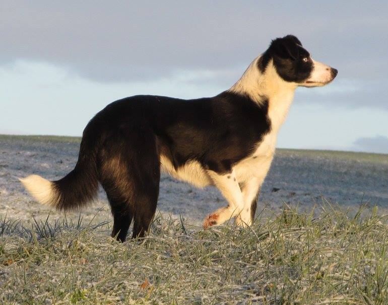 Welsh Sheepdog Brynmawr Sapphire